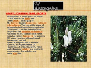 ABOUT, SCIENTIFIC NAME, GROWTH
Astragalusis a large genus of about
3,000 species of herbs and
small shrubs, belonging to
the legume family Fabaceae, subfamil
y Faboideae. The scientific name of
astragalus is Astragalus glycyphyllos
.The genus is native to temperate
regions of the Northern Hemisphere.
Common names include milk-vetch
(most species), locoweed (in western
US, some species; although most
locoweeds are not
genus Astragalus but in related
genera) and goat's-thorn (A.
gummifer, A. tragacanthus). Some
pale-flowered vetches are similar in
appearance, but vetches are
more vine-like.
 