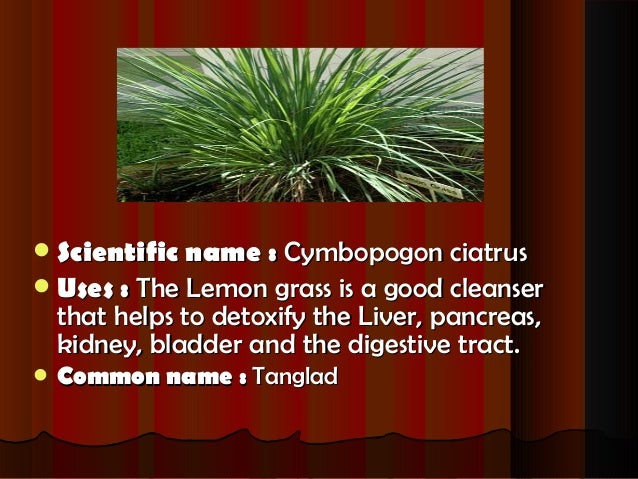 Herbal plants Herbal plants
