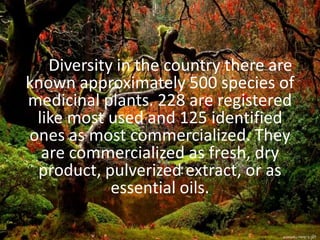 The Diversity in the country there are
known approximately 500 species of
medicinal plants. 228 are registered
like most used and 125 identified
ones as most commercialized. They
are commercialized as fresh, dry
product, pulverized extract, or as
essential oils.
 