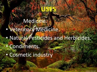 USES
• Human Medicine.
• Veterinary Medicine.
• Natural Pesticides and Herbicides.
• Condiments.
• Cosmetic industry
 