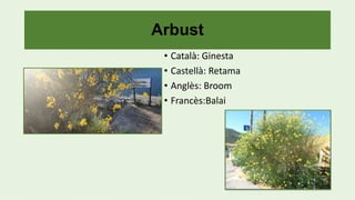 Arbust
• Català: Ginesta
• Castellà: Retama
• Anglès: Broom
• Francès:Balai
 