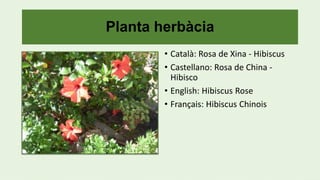 Planta herbàcia
• Català: Rosa de Xina - Hibiscus
• Castellano: Rosa de China -
Hibisco
• English: Hibiscus Rose
• Français: Hibiscus Chinois
 