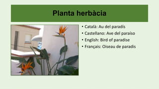 Planta herbàcia
• Català: Au del paradís
• Castellano: Ave del paraíso
• English: Bird of paradise
• Français: Oiseau de paradis
 