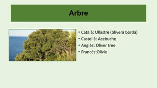 Arbre
• Català: Ullastre (olivera borda)
• Castellà: Acebuche
• Anglès: Oliver tree
• Francès:Olivie
 