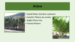Arbre
• Català:Plàtan d’ombra o plataner
• Castellà: Plátano de sombra
• Anglès:Plane tree
• Francès:Platane
 