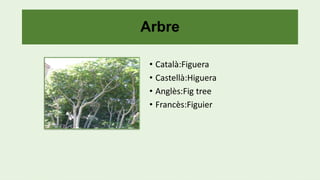 Arbre
• Català:Figuera
• Castellà:Higuera
• Anglès:Fig tree
• Francès:Figuier
 