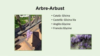 Arbre-Arbust
• Català: Glicina
• Castellà: Glicina lila
• Anglès:Glycine
• Francès:Glycine
 