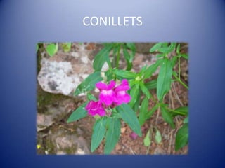 CONILLETS
 