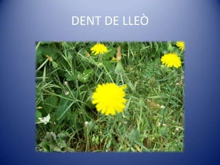 DENT DE LLEÒ
 