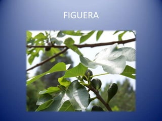 FIGUERA
 