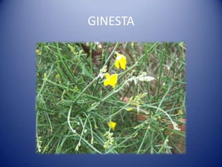 GINESTA
 