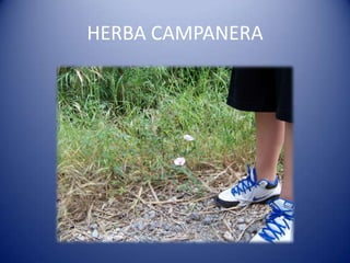 HERBA CAMPANERA
 