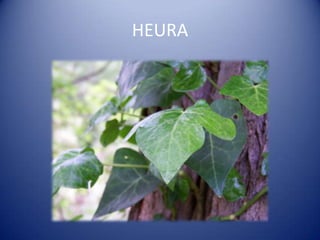 HEURA
 