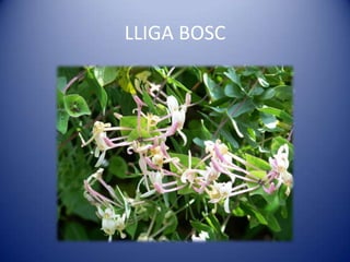 LLIGA BOSC
 