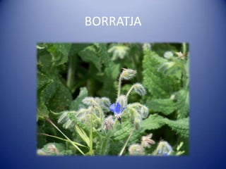 BORRATJA
 