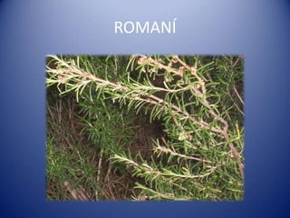 ROMANÍ
 