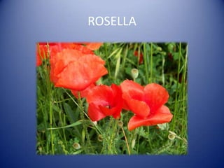 ROSELLA
 