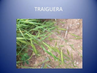 TRAIGUERA
 