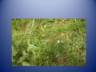 Herbari digital per Moisés i Asier