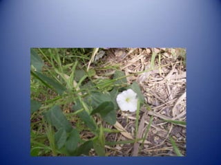 Herbari digital per Moisés i Asier