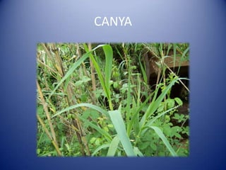 CANYA
 