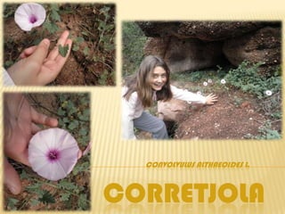 CONVOLVULUS ALTHAEOIDES L.



CORRETJOLA
 