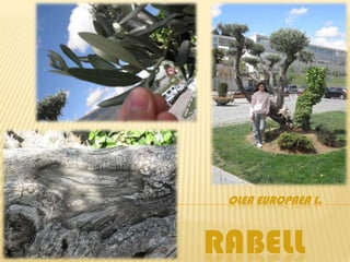 OLEA EUROPAEA L.



RABELL
 