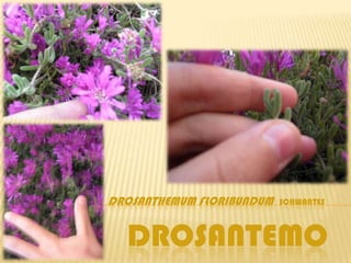 DROSANTHEMUM FLORIBUNDUM   SCHWANTES



  DROSANTEMO
 