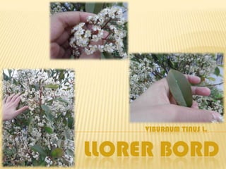 VIBURNUM TINUS L.


LLORER BORD
 