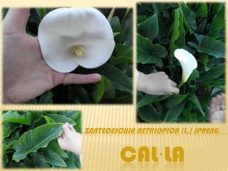 ZANTEDESCHIA AETHIOPICA (L.) SPRENG


         CAL·LA
 