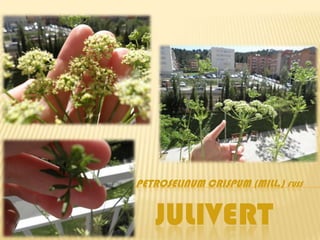 PETROSELINUM CRISPUM (MILL.) FUSS


   JULIVERT
 