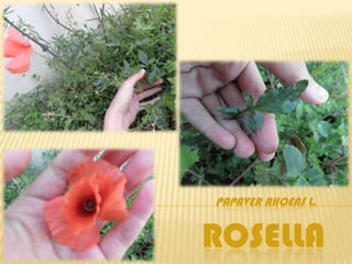 PAPAVER RHOEAS L.


ROSELLA
 