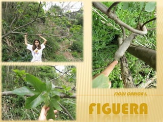 FICUS CARICA L.


FIGUERA
 