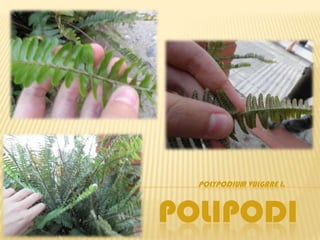 POLYPODIUM VULGARE L.



POLIPODI
 