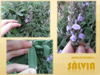 SALVIA OFFICINALIS L.



SÀLVIA
 