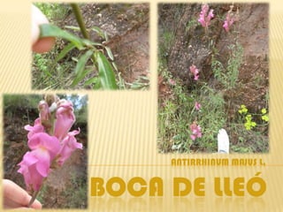 ANTIRRHINUM MAJUS L.


BOCA DE LLEÓ
 