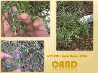 CARDUS TENUIFLORUS CURTIS


  CARD
 