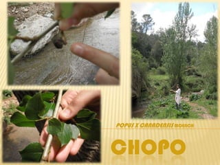 POPUS X CANADENSIS MOENCH



CHOPO
 