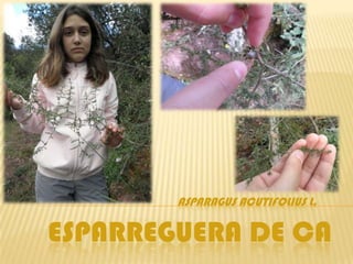ASPARAGUS ACUTIFOLIUS L.

ESPARREGUERA DE CA
 
