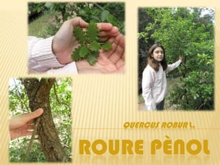 QUERCUS ROBUR L.

ROURE PÈNOL
 