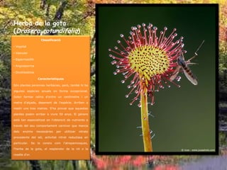 Herba de la gota
(Drosera rotundifolia)
                     Classificació

• Vegetal

• Vascular

• Espermatòfit

• Angiosperma

• Dicotiledònia

                   Característiques

Són plantes perennes herbàcies, però, també hi ha

algunes espècies anuals en forma excepcional.

Solen formar raïms d'entre un centímetre i un

metre d'alçada, depenent de l'espècie. Arriben a

medir uns tres metres. S'ha provat que aquestes

plantes poden arribar a viure 50 anys. El gènere

està tan especialitzat en l'obtenció de nutrients a

través del seu comportament carnívor que manca

dels   enzims     necessàries   per   utilitzar   nitrats

procedents del sòl, activitat nitrat reductasa en

particular. Se la coneix com l'atrapamosques,

l'herba de la gota, el resplendor de la nit o la

rosella d'or.
 