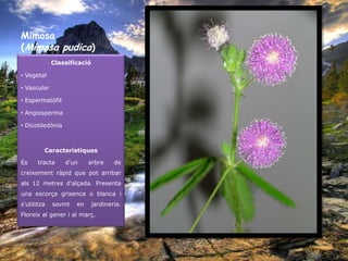 Mimosa
(Mimosa pudica)
             Classificació

• Vegetal

• Vascular

• Espermatòfit

• Angiosperma

• Dicotiledònia



         Característiques

Es     tracta     d'un     arbre     de
creixement ràpid que pot arribar
als 12 metres d'alçada. Presenta
una escorça grisenca o blanca i
s'utilitza   sovint   en     jardineria.
Floreix al gener i al març.
 