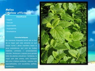 Melisa
(Melissa officinalis)
                  Classificació

• Vegetal

• Vascular

• Espermatòfit

• Angiosperma

• Dicotiledònia



             Característiques

Els membres d'aquesta divisió són la font
de la major part dels aliments en què
l'ésser humà i altres mamífers basen la
seva subsistència, així com de moltes
matèries     primeres      i   productpenees
naturals. Pertanyen a aquest grup gairebé
totes les plantes arbustives i herbàcies, la
major part dels arbres, amb l'excepció
dels pins i d'altres coníferes, i plantes més
especialitzades, com suculentes, epífites,
aquàtiques...
 