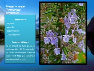 Romaní o romer
(Rosmarinus
officinalis)

            Classificació

• Vegetal

• Vascular

• Espermatòfit

• Dicotiledònies



       Característiques

És un arbust de fulla perenne
molt aromàtic. Té flors de color
lila pàl·lid i nombrosos fulles de
color verd fosc pel anvers i
blanquinós pel revers.
 