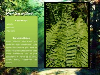 Falguera
(Pteridium aquilinum)

               Classificació
• Vegetal

• Vascular

• Pteridòfit



           Característiques
Planta   herbàcia       amb   fulles   que
surten de tiges subterrànies. Dura
alguns anys però la part aèria se
seca i desapareix pràcticament cada
hivern   mantenit-se      viva   la    part
subterrània. Al revers de les fulles,
durant       l’estiu,   s’observen      les
espores.
 