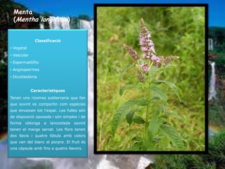 Menta
 (Mentha longifolia)


              Classificació
• Vegetal
• Vascular
• Espermatòfits
• Angiospermes
• Dicotiledònia


             Característiques
Tenen uns rizomes subterranis que fan
que sovint es comportin com espècies
que envaixen tot l'espai. Les fulles són
de disposició oposada i són simples i de
forma   oblonga    a   lanceolada   sovint
tenen el marge serrat. Les flors tenen
dos llavis i quatre lòbuls amb colors
que van del blanc al porpra. El fruit és
una càpsula amb fins a quatre llavors.
 