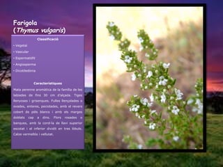 Farigola
(Thymus vulgaris)
                   Classificació

• Vegetal

• Vascular

• Espermatòfit

• Angiosperma

• Dicotiledònia



                  Característiques

Mata perenne aromàtica de la família de les
labiades de fins 30 cm d’alçada. Tiges
llenyoses i grisenques. Fulles llençolades o
ovades, enteres, peciolades, amb el revers
cobert de pèls blancs i amb els marges
doblats     cap    a   dins.   Flors   rosades   o
banques, amb la corol·la de llavi superior
escotat i el inferior dividit en tres lòbuls.
Calze vermellós i vellutat.
 