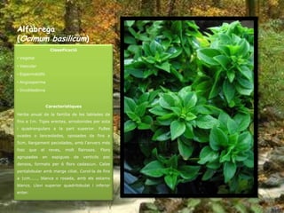 Alfàbrega
(Ocimum basilicum)
                     Classificació

• Vegetal

• Vascular

• Espermatòfit

• Angiosperma

• Dicotiledònia



                    Característiques

Herba anual de la família de les labiades de
fins a 1m. Tiges erectes, arrodonides per sota
i quadrangulars a la part superior. Fulles
ovades o lanceolades, oposades de fins a
5cm, llargament peciolades, amb l’anvers més
fosc     que   el    reves,   molt   flairoses.    Flors
agrupades      en     espigues   de    verticils    poc
densos, formats per 6 flors cadascun. Calze
pentalobular amb marge ciliat. Corol·la de fins
a 1cm....., blanca o rosada, amb els estams
blancs. Llavi superior quadrilobulat i inferior
enter.
 