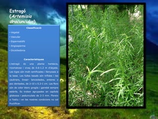 Estragó
(Artemisia
dracunculus)
                    Classificació

• Vegetal

• Vascular

• Espermatòfit

• Angiosperma

• Dicotiledònia



               Característiques

L’estragó      és     una    planta   herbàcia,
rizomatosa i vivaç de 0.6-1.2 m d’alçada.
Les tiges són molt ramificades i llenyoses a
la base. Les fulles basals són trífides i les
caulinars, linear- lanceolades, enteres o
poc dentades, de 2-10 x 0.2-1 cm. Les flors
són de color blanc grogós i gairebé sempre
estèrils. Es troben agrupades en capítols
globosos i pedunculats de 2-3 mm. Floreix
a l’estiu i en les nostres condicions no sol
fructificar.
 