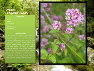 Orenga
(Origanum vulgare)
                   Classificació

• Vegetal

• Vascular

• Espermatòfit

• Angiosperma

• Dicotiledònia



                  Característiques

És molt similar al marduix, però a diferència
d'aquest normalment creix de forma silvestre.
És autòctona d'Europa, i és present a la regió
mediterrània i al sud i centre d'Àsia. A la
Península Ibèrica rareja al País Valencià i manca
a les Illes Balears, en canvi, a Catalunya
l'orenga és freqüent a les vorades eixutes del
bosc caducifoli, a la muntanya mitjana, des dels
Pirineus al Baix Llobregat, i als Ports de Beseit.
Els productors tradicionals d'aquesta planta es
troben a Grècia, Turquia, Espanya i França.
 